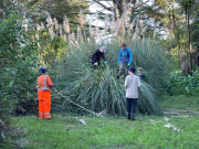 Envirogroup working hard to clear invasive weed