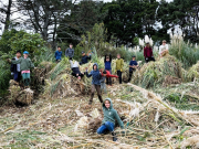 Envirogroup clears Pampas Grass and Moth Plant